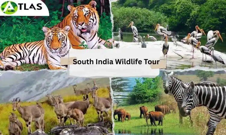 South India Wildlife Tour Package