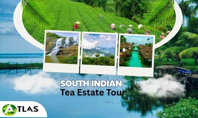 South Indian Tea Estate Tour Package South Indian Tea Estate Tour Package